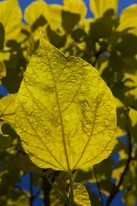 Catalpa bignonioides 'Aurea'