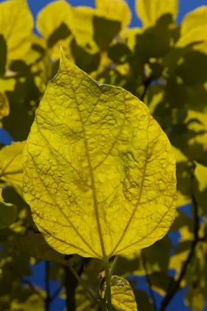Catalpa bignonioides 'Aurea' - 1/2 STEM, GIRTH 8-10 CM C15 - image 1