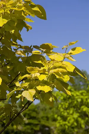 Catalpa bignonioides 'Aurea' - 80-100 CM C10 - image 5