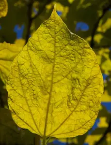 Catalpa bignonioides 'Aurea' - 1/2 STEM, GIRTH 8-10 CM C15 - image 4