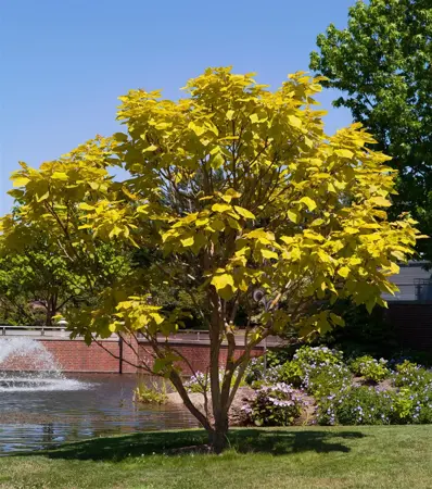 Catalpa bignonioides 'Aurea' - 125-150 CM C20 - image 3
