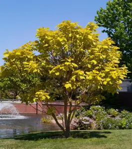 Catalpa bignonioides 'Aurea' - 125-150 CM C20 - image 3
