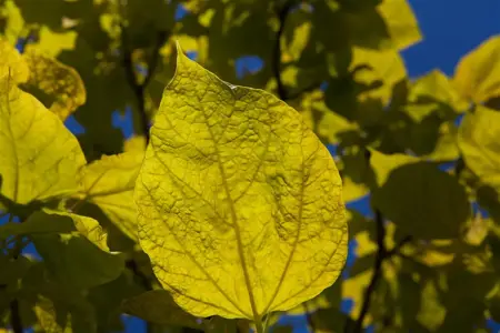 Catalpa bignonioides 'Aurea' - 1/2 STEM, GIRTH 8-10 CM C15 - image 2