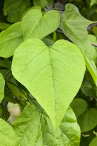 Catalpa bignonioides 'Nana' - 220 CM STEM C20 - image 3