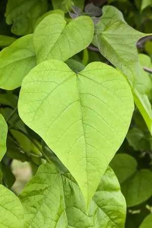 Catalpa bignonioides 'Nana' - 150 CM STEM C3 - image 3