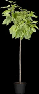 Catalpa bignonioides 'Nana' - STEM 180 CM, GIRTH 10-12 CM C25 - image 2