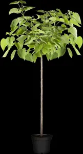 Catalpa bignonioides 'Nana' - STDS 10-12 CM RB - image 1