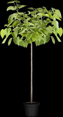 Catalpa bignonioides 'Nana' - STEM 180 CM, GIRTH 10-12 CM C25 - image 1