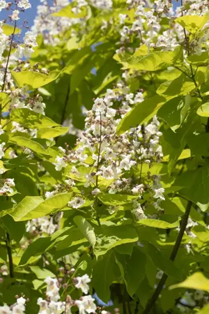 Catalpa bungei - 1/2 STDS C15 - image 1