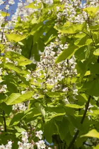 Catalpa bungei