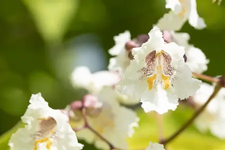 Catalpa bungei - 1/2 STDS C15 - image 2