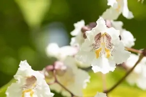 Catalpa bungei - 1/2 STDS C15 - image 2