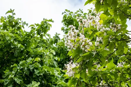 Catalpa bungei - 1/2 STDS C15 - image 3
