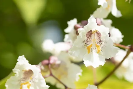 Catalpa bungei - 180 CM STEM C20      - image 2