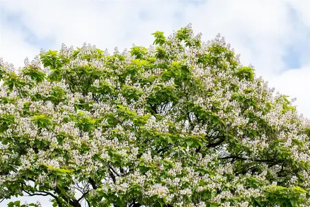 Catalpa bungei - 180 CM STEM C20      - image 4