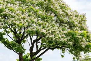 Catalpa bungei - 1/2 STDS C15 - image 5