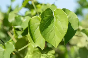 Catalpa erubescens