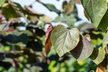 Catalpa erubescens 'Purpurea' - SOLITAIR 200-250 CM RB - image 2