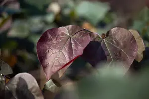 Catalpa erubescens 'Purpurea'