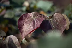 Catalpa erubescens 'Purpurea' - P9 - image 2