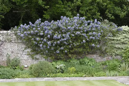Ceanothus 'Dark Star' - LINERS 18 CEL TRAY P9 SIZE - image 3