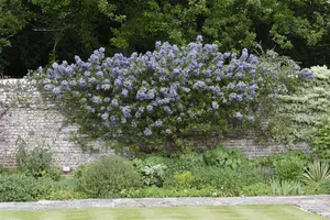 Ceanothus 'Dark Star' - LINERS 18 CEL TRAY P9 SIZE - image 3