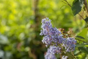 Ceanothus del. 'Gloire de Versailles' - 40-50 CM C3 - image 5