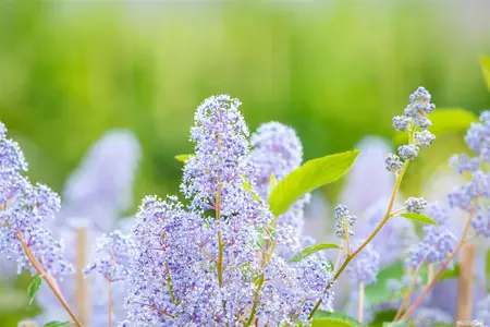 Ceanothus del. 'Gloire de Versailles' - 30-40 CM C2.5 - image 3