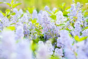Ceanothus del. 'Gloire de Versailles'