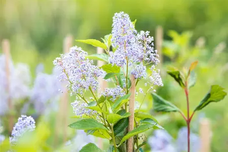 Ceanothus del. 'Gloire de Versailles' - 30-40 CM C2.5 - image 2