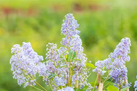 Ceanothus del. 'Gloire de Versailles' - 30-40 CM C2 - image 4