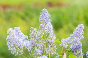 Ceanothus del. 'Gloire de Versailles' - 30-40 CM C2 - image 4