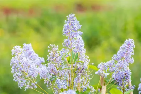 Ceanothus del. 'Gloire de Versailles' - 30-40 CM C2.5 - image 4