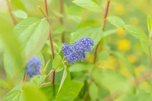 Ceanothus del. 'Henri D?foss?'