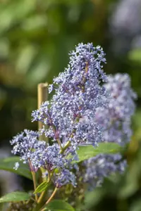 Ceanothus del. 'Topaze'