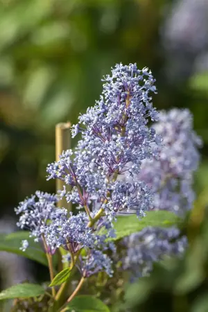 Ceanothus del. 'Topaze' - 3 Ltr pot
