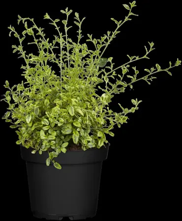 Ceanothus 'El Dorado' - 2 Ltr pot