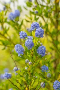 Ceanothus imp. 'Victoria' - 2 Ltr pot - image 3