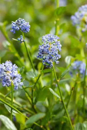 Ceanothus imp. 'Victoria' - 2 Ltr pot - image 5