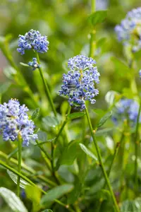 Ceanothus imp. 'Victoria' - 5 Ltr pot - image 5