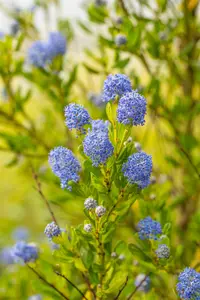 Ceanothus imp. 'Victoria' - 10-15 CM P9 - image 2