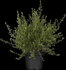 Ceanothus imp. 'Victoria' - LINERS 18 CEL TRAY P9 SIZE - image 5