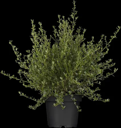 Ceanothus imp. 'Victoria' - 5 Ltr pot - image 1