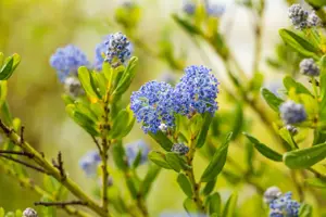 Ceanothus imp. 'Victoria' - 2 Ltr pot - image 4