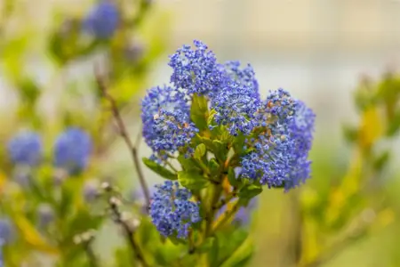 Ceanothus imp. 'Victoria' - 2 Ltr pot - image 2