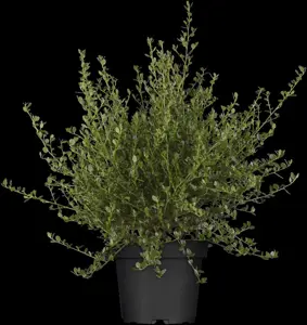Ceanothus impressus