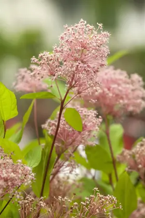 Ceanothus pallidus 'Marie Simon' - 2 Ltr pot - image 3