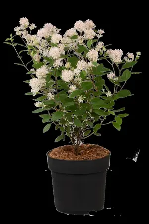 Ceanothus pallidus 'Marie Simon' - LINERS 18 CEL TRAY P9 SIZE - image 5