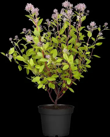 Ceanothus pallidus 'Marie Simon' - 2.5 Ltr pot - image 4