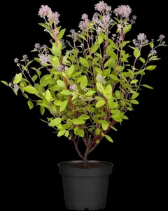 Ceanothus pallidus 'Marie Simon' - 2.5 Ltr pot - image 4